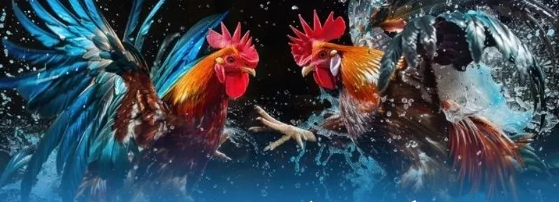 Tranh minh họa hai chú gà trống lao vào nhau giữa không trung với nước bắn tung tóe, đuôi lông xanh ngọc